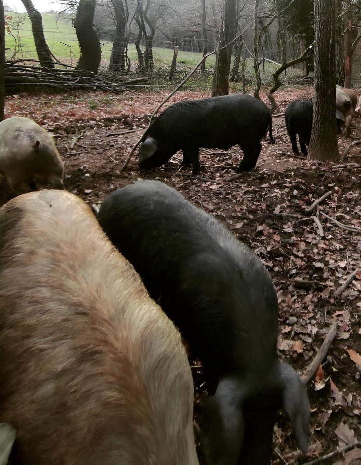 Éleveur traditionnel Vergongheon