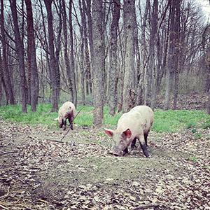 Producteur Vergongheon