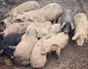 Éleveur traditionnel Vergongheon