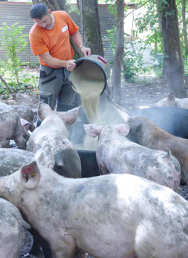 Élevage Vergongheon