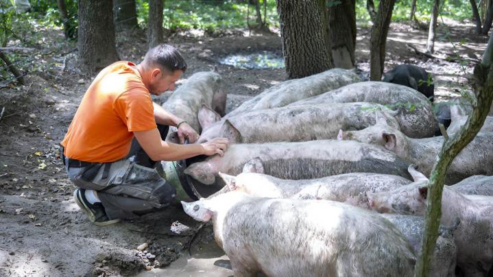 Producteur Vergongheon