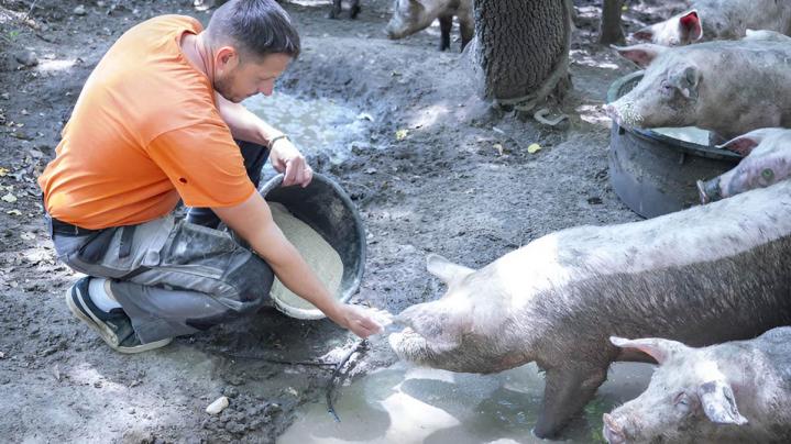 Éleveur traditionnel Vergongheon